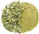 Moringa oliveira